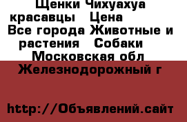 Щенки Чихуахуа красавцы › Цена ­ 9 000 - Все города Животные и растения » Собаки   . Московская обл.,Железнодорожный г.